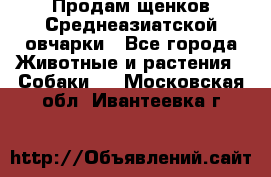 Продам щенков Среднеазиатской овчарки - Все города Животные и растения » Собаки   . Московская обл.,Ивантеевка г.